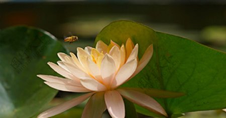 莲花与蜜蜂