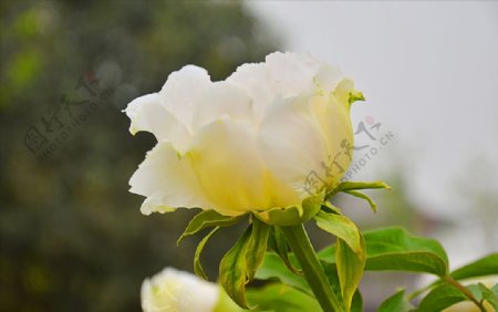 白色芍药牡丹花