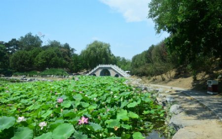 圆明园风景