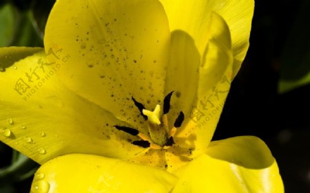 黄色蝴蝶兰微距花朵