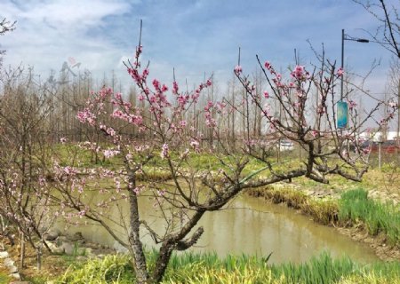 春日桃花桩