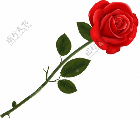 单支红色玫瑰