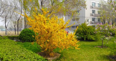 公园中的金黄色花树摄影图