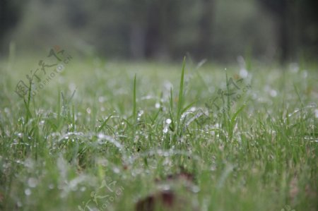 雨后春草