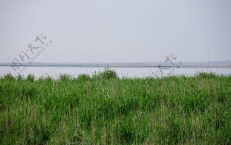 可鲁克湖岸边的水草