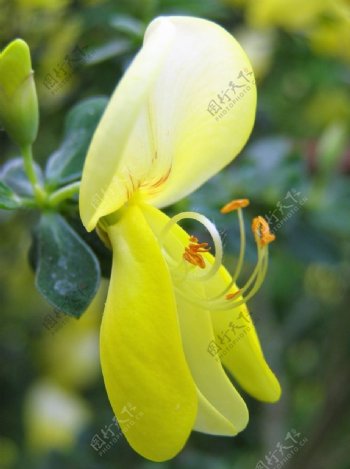 黄色花朵微距