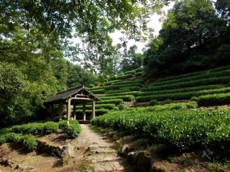 龙井村茶园