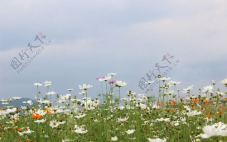 花海