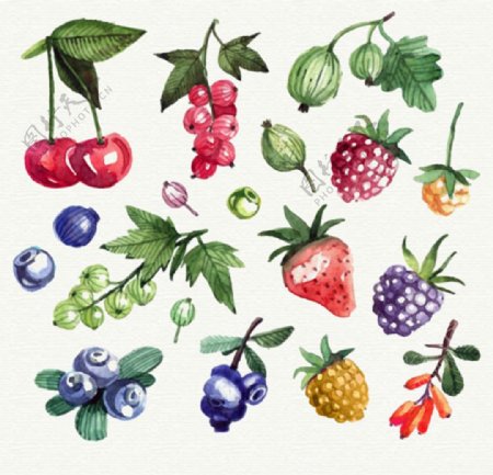 手绘水彩水果插图