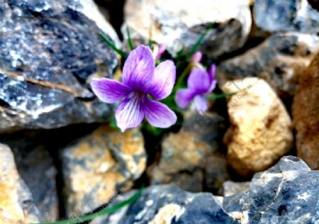 石缝中的花朵