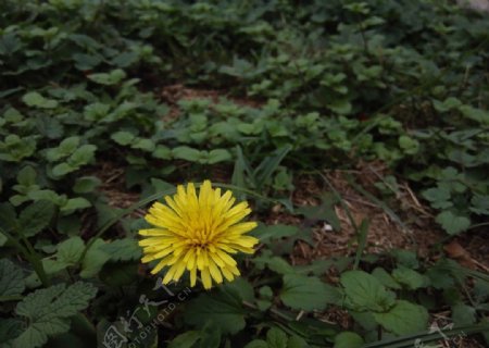 丛中的小花