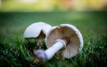 草地白色蘑菇