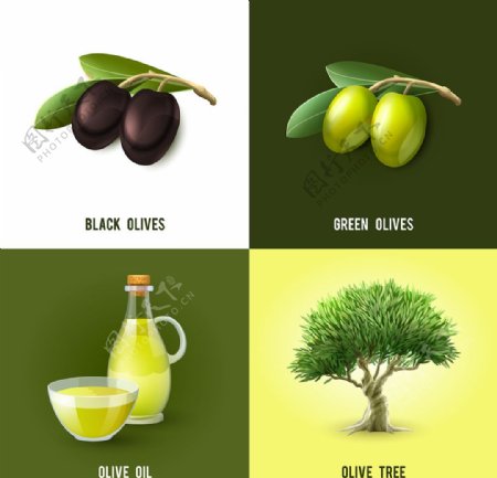 橄榄油设计