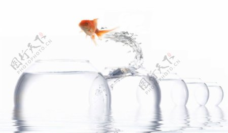金鱼浴缸跳动戏水