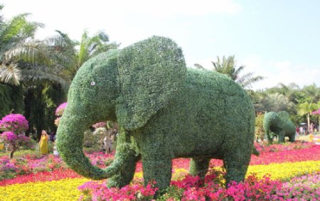 植物大象