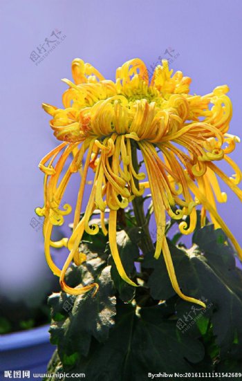 菊花高清特写