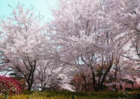 青岛中山公园粉色樱花