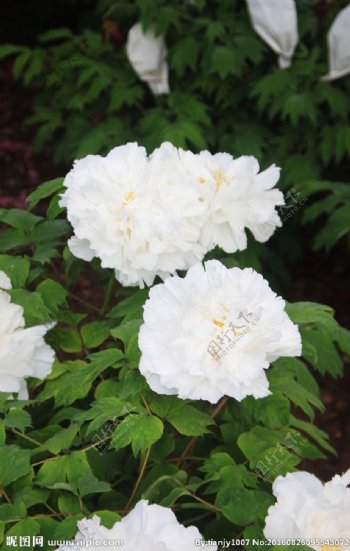 盛开的白牡丹花