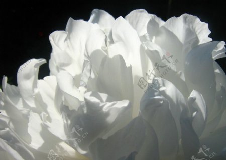 白牡丹花
