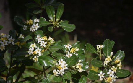 海桐花