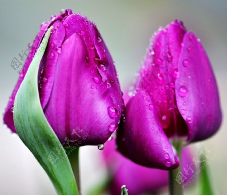 紫色郁金香鲜花图片素材