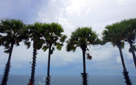 普吉岛神仙岛椰树