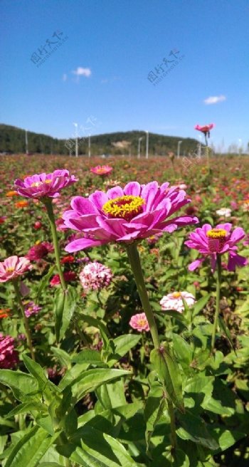 花海