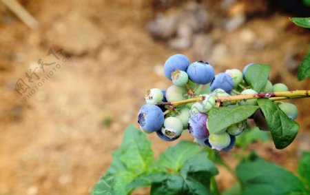 蓝莓水果拍摄