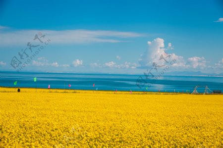 青海湖油菜花