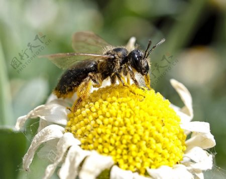 采花蜜的蜜蜂
