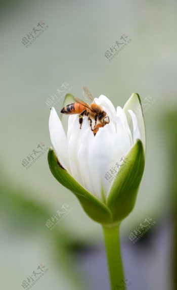 蜜蜂采蜜