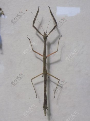 竹节虫标本