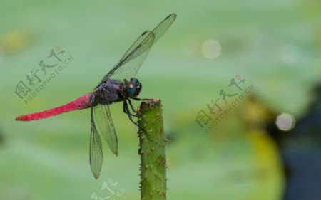 荷塘红蜻蜓蜻蜓
