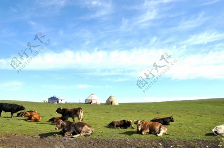 蓝天下的草原牛群