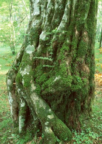 苔藓覆盖的大树树干树根