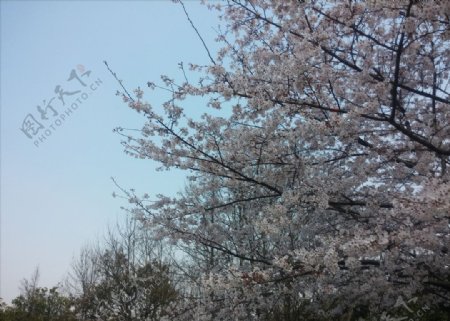 滨江绿地的春色