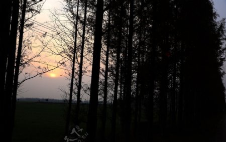 夕阳下的树木与麦苗