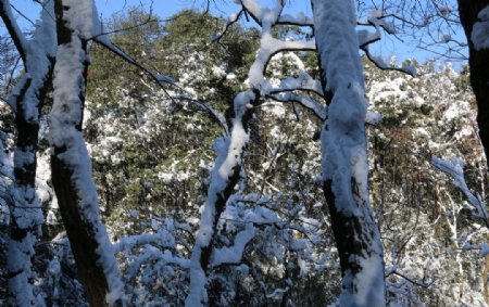 树木白雪