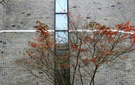 青砖墙枫树