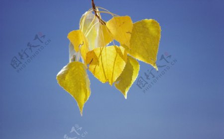 蓝色背景黄色树叶清晰大图