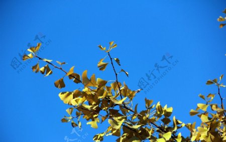 蓝天银杏树叶秋色