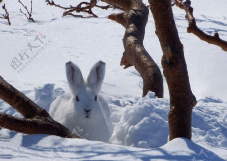 雪地上小白兔