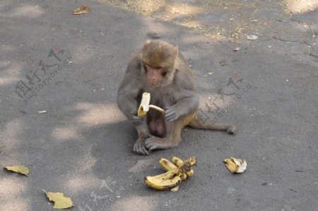 吃香蕉的猴子