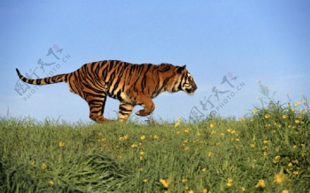 奔跑的老虎