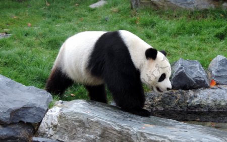 熊猫四川熊猫基地国宝大熊