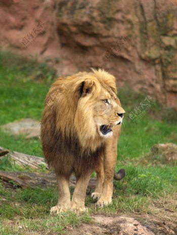狮子雄狮狮野兽野生动