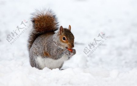 雪地里的小松鼠