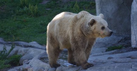 猛兽大棕熊
