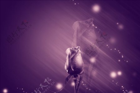 玫瑰浪漫紫色背景