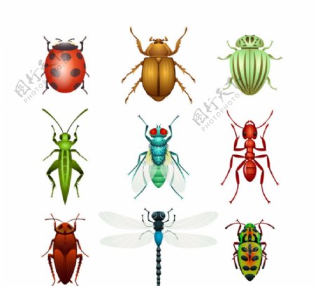 9种昆虫设计矢量素材